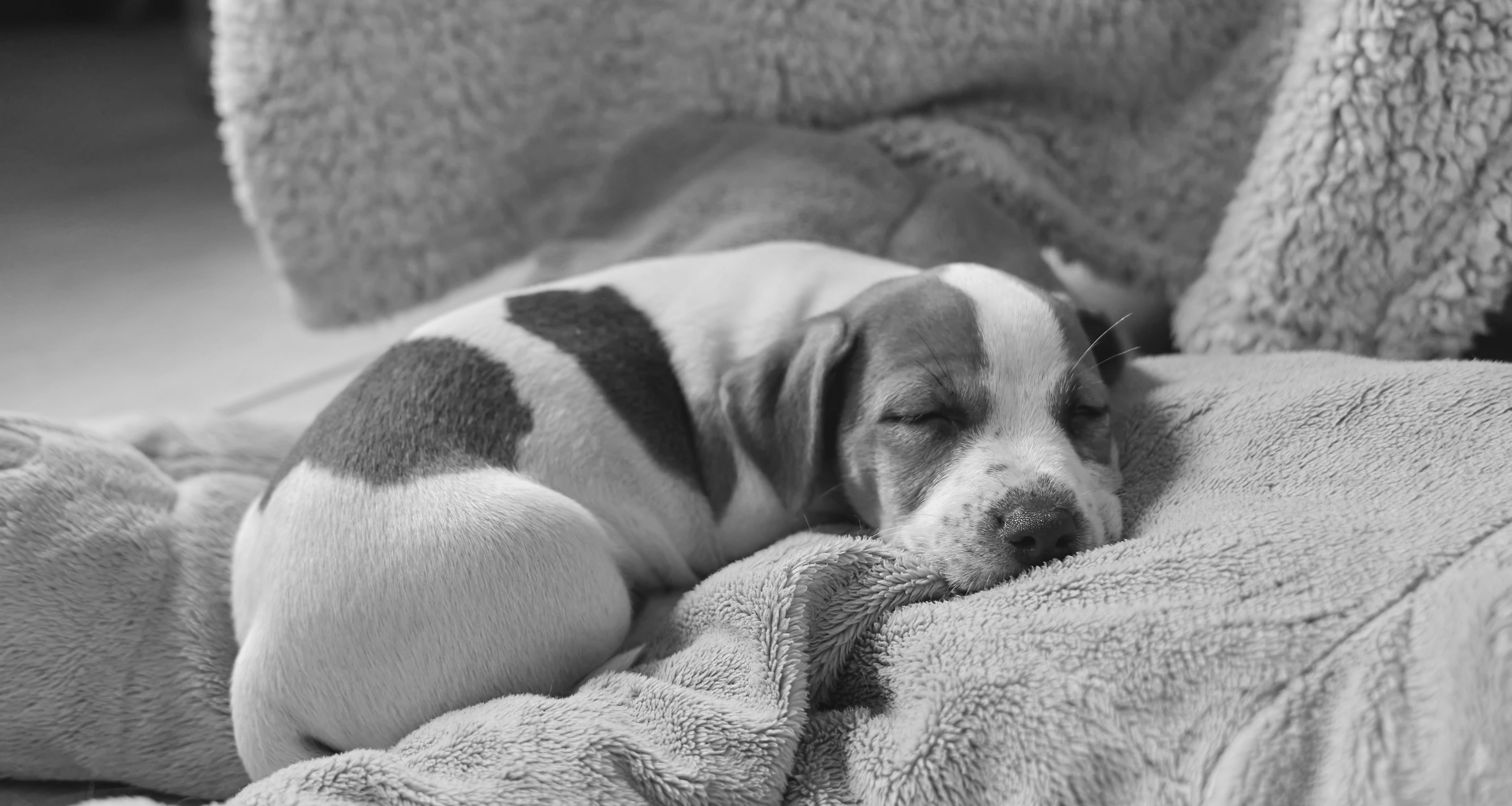 Hero banner image adoute